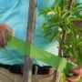 VELCRO® ONE-WRAP Garden Ties for Trees – 18ft